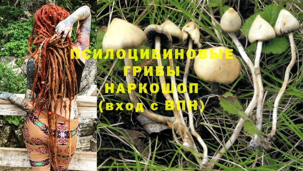 PSILOCYBIN Аркадак